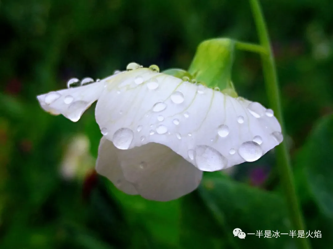 周末，你那里下雨了吗-第4张图片-诗句网