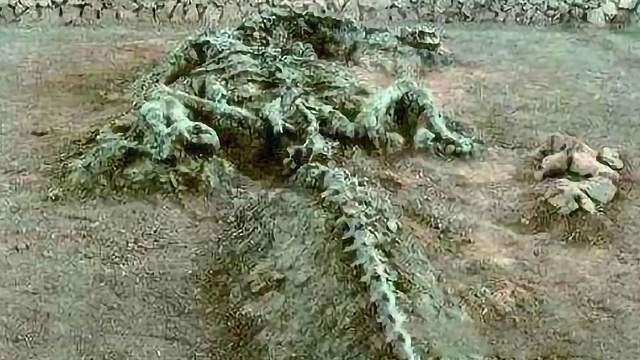 探讨营口坠龙事件的真实性：对“坠龙”的尺寸等特征有详细记载