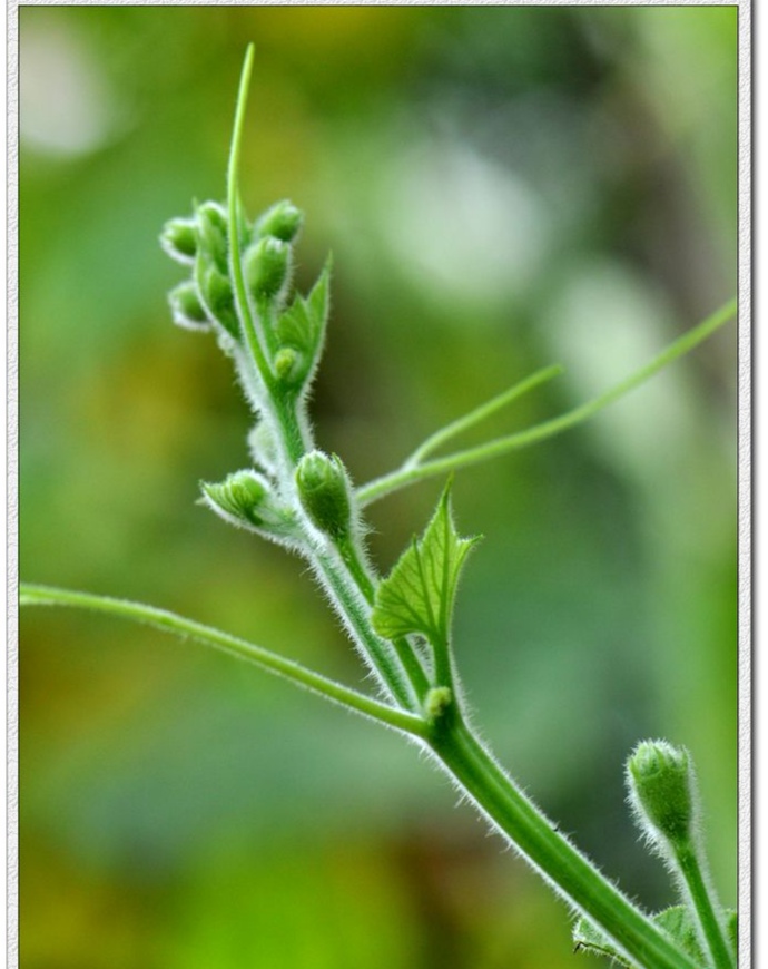 人生三节草,不知哪节好?!