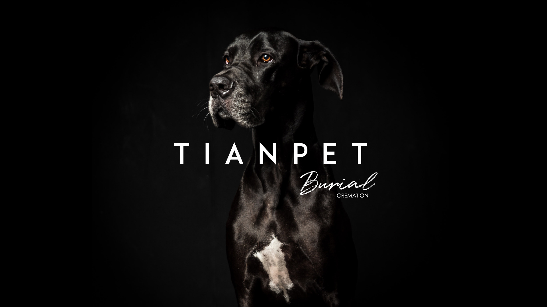 起根农村却受众城市宠物主追捧TIANPET（天宠）怎么做到的