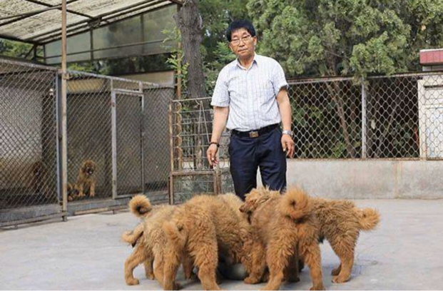 一条狗值北京一套房，曾经敢卖4000万，如今却“白送”也没人要