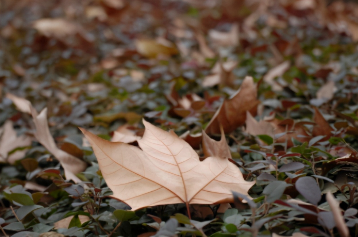 人走後能聽到親人的聲音嗎？如果沒趕上見最後一麵，請不要難過