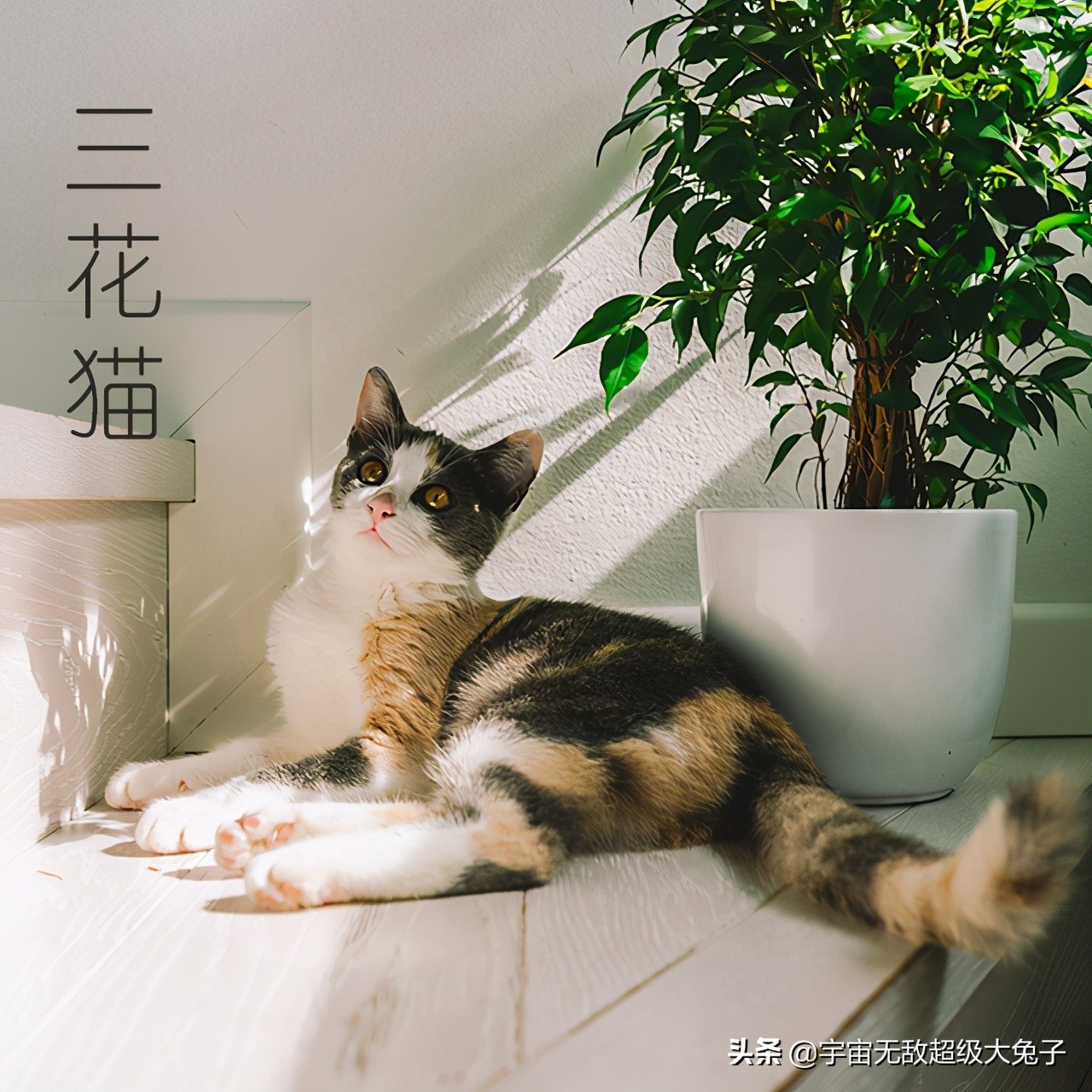 三花猫vs玳瑁猫 都是黑白橘混色 玳瑁猫混出丑萌效果 资讯咖 三花猫vs玳瑁猫 都是黑白橘混色 玳瑁猫混出丑萌效果 资讯咖