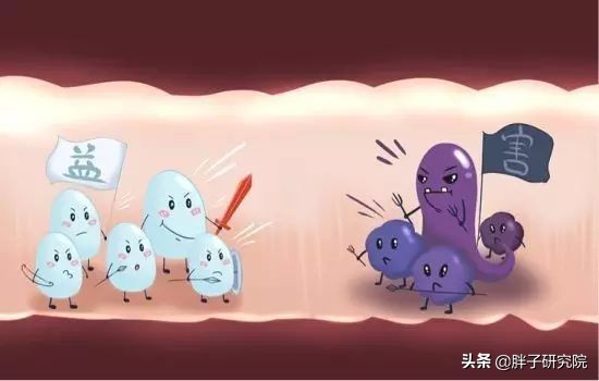 双歧杆菌的十大神奇功能