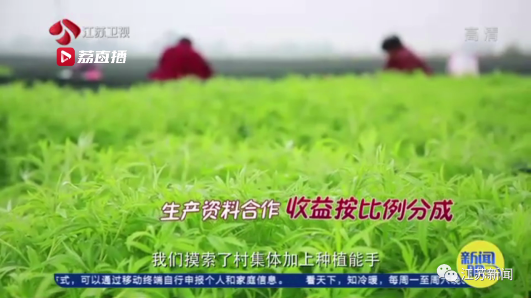 灌云“西瓜书记”第二次丰收，这次是芦蒿！小康路上，谁都不掉队