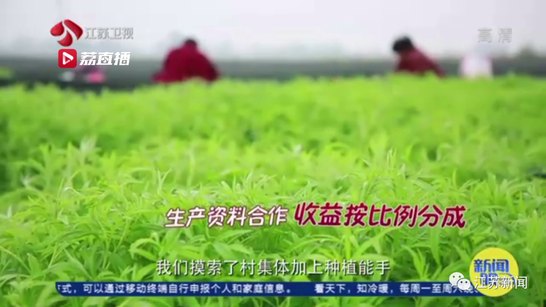 小康■灌云“西瓜书记”第二次丰收，这次是芦蒿！