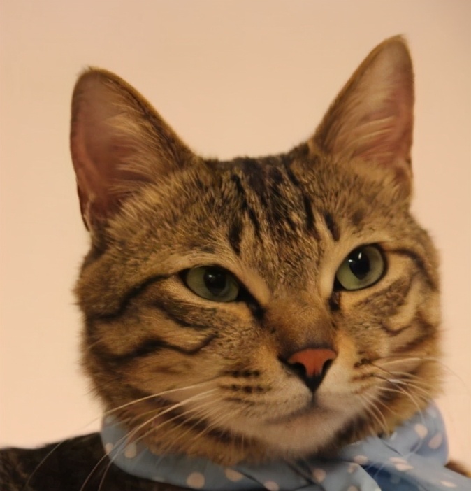 如何画猫耳比较好看 动漫猫耳少女绘画教程 新片场