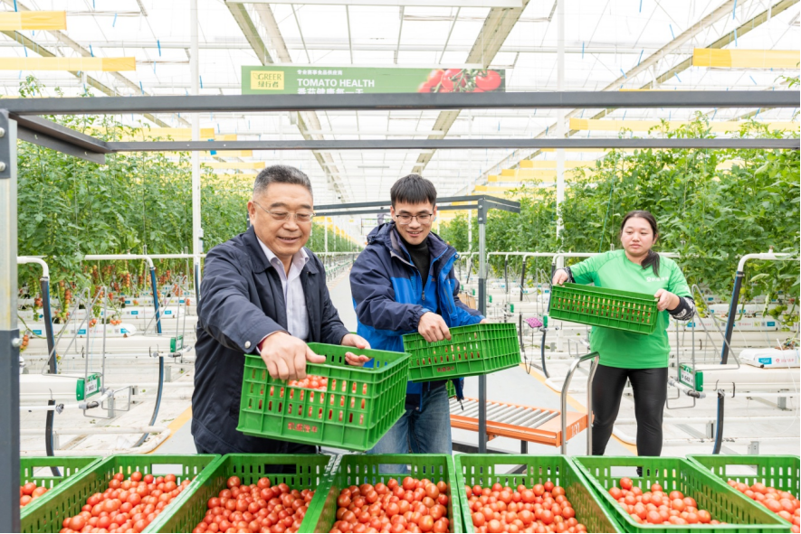山东莱西市：脱贫群众蔬菜大棚忙增收