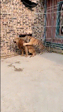 搞笑gif神评:女友首次开车上路,让人操碎了心