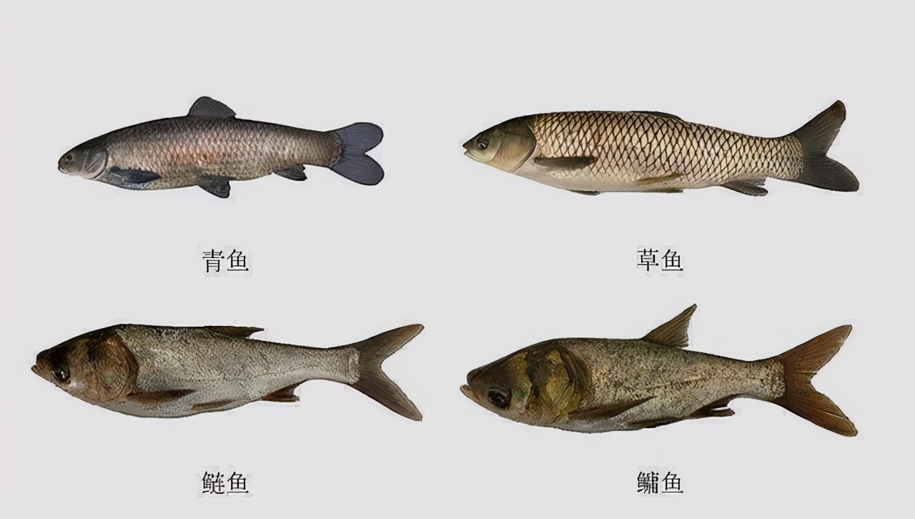 创历史新高长江四大家鱼产卵43亿粒