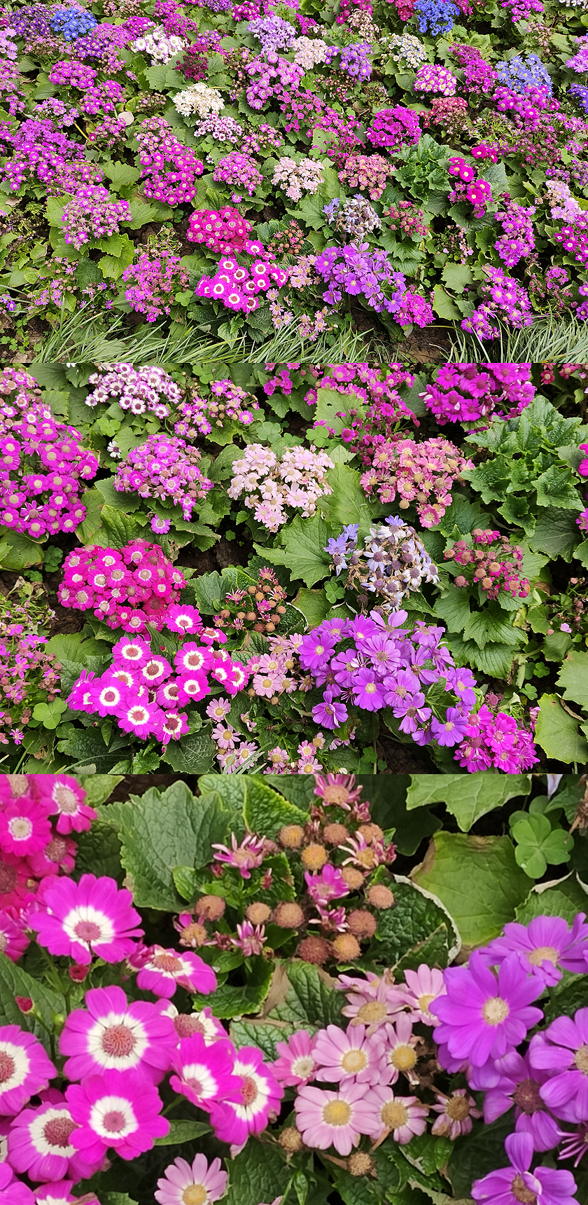 OPPO Reno5 Pro+手机随拍，IMX766表现不俗