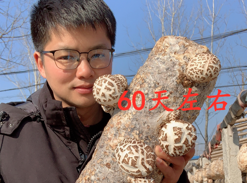 小万黄：农村小伙讲述随州冬花菇种植过程