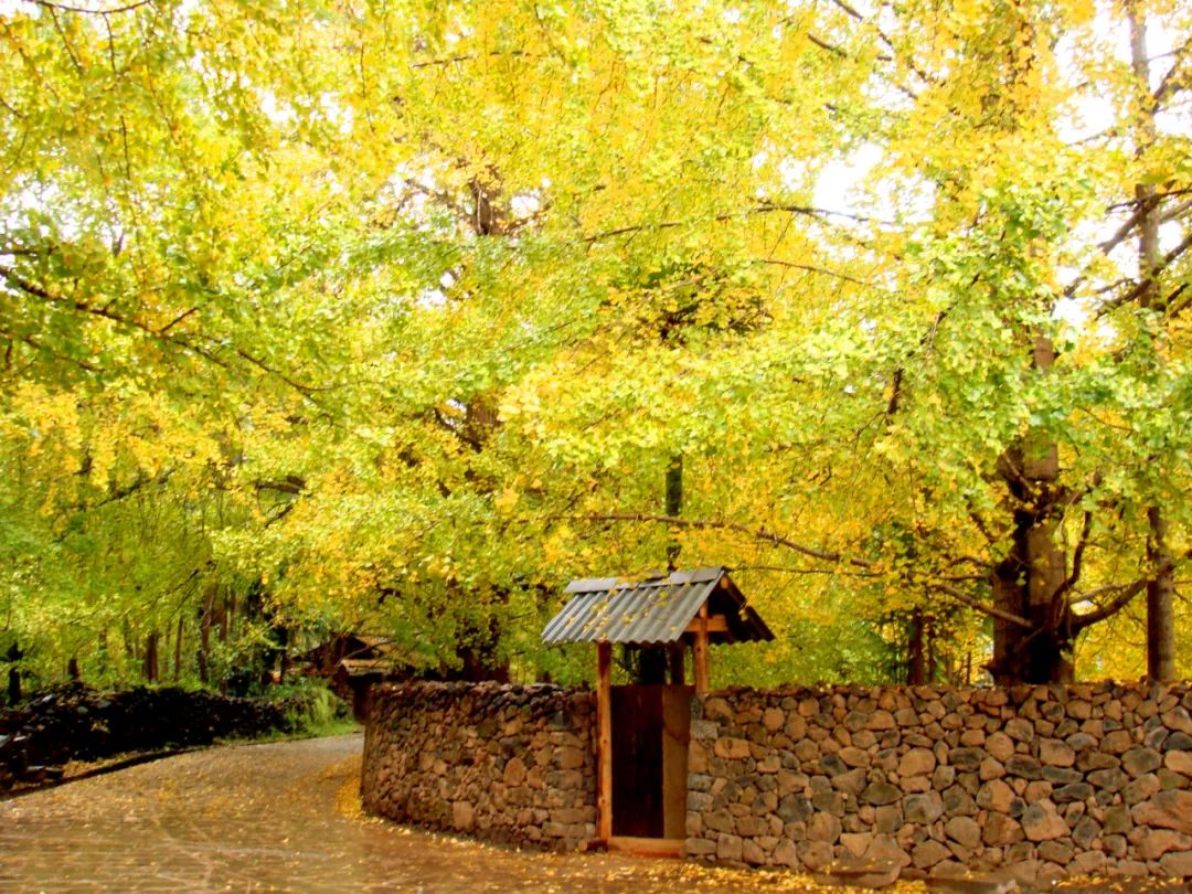 云南腾冲·固东银杏村最"臭美"季,低调来袭_腾冲市游记_途牛