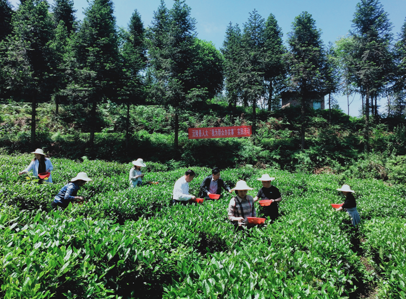 沅陵县人大常委会采茶助农办实​事