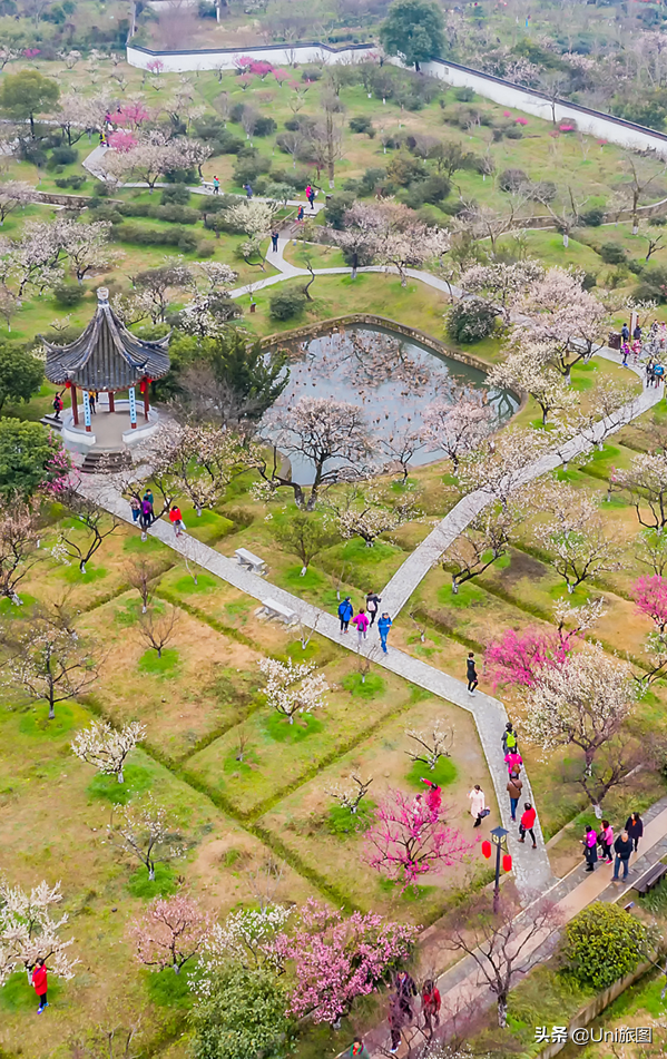 香港中國旅遊簽約攝影師趙永清：又是一年春來時，暖風輕撫桃花紅