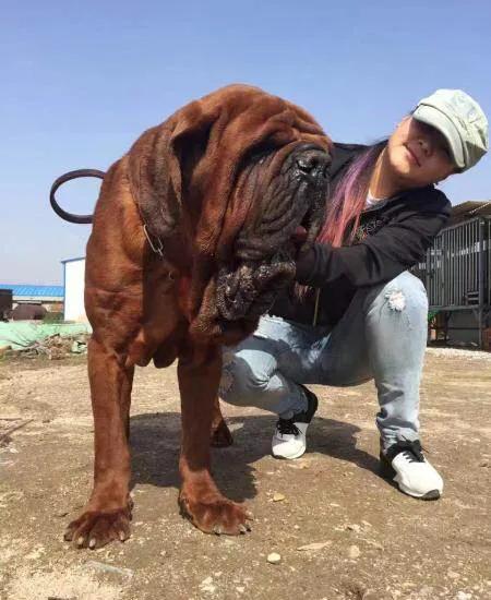 各国猛犬大全，建议收藏