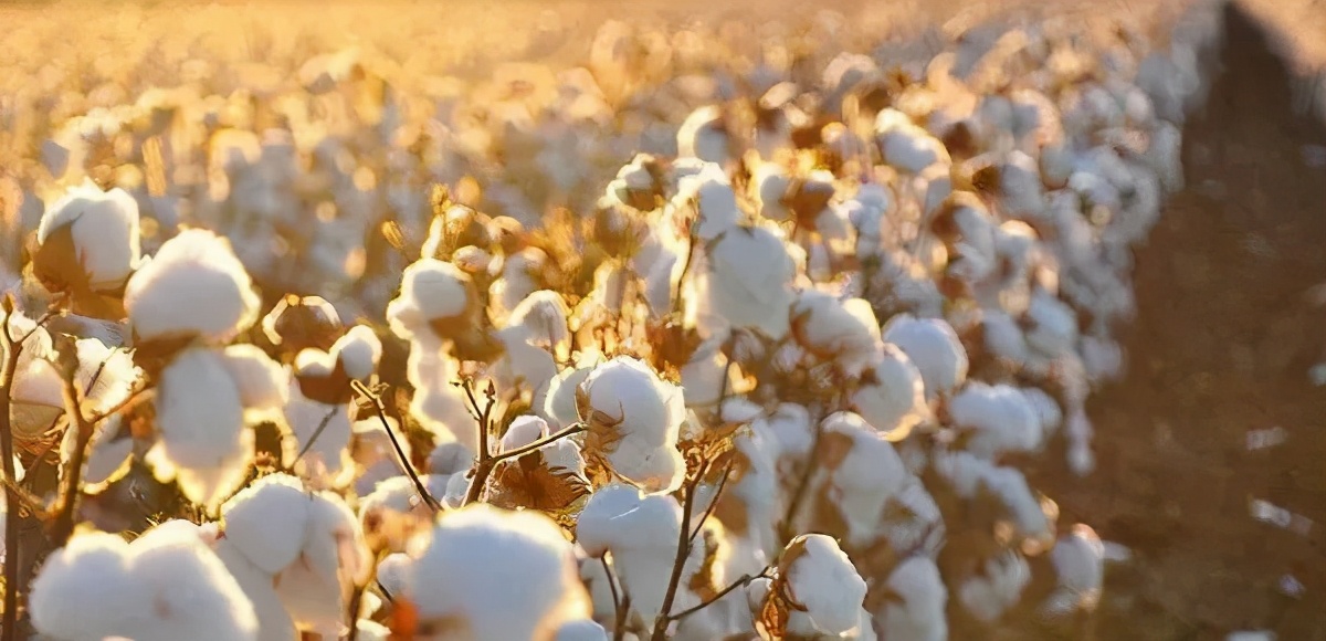 Is north fought drive navigation, automatically, unmanned aircraft... is high-tech aided blast does Xinjiang cotton have much ox? 