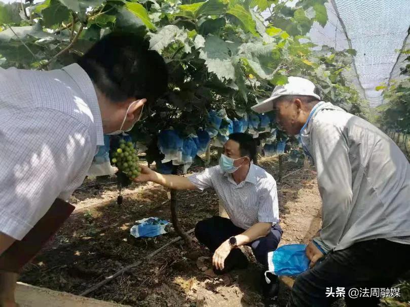 澧县如东镇：葡萄园里话“丰收”