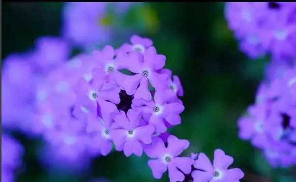 160種· 奇花異草，絕對有你沒見過的！ 「下部分」