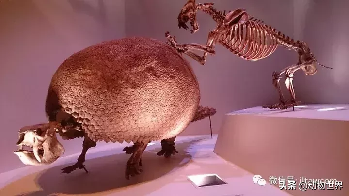 剑齿虎可不是单一的物种,它们是大家族