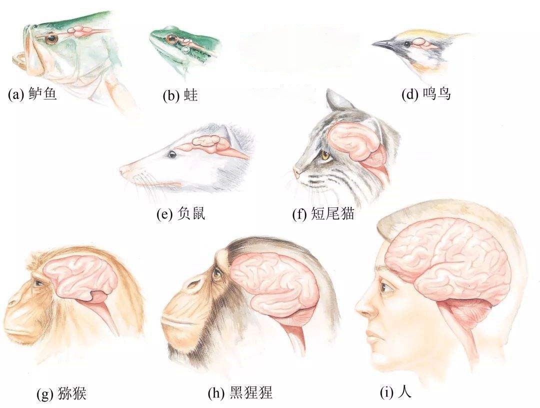 海洋比陸地大，生物種類也更多，為何沒有比人類聰明的生物？