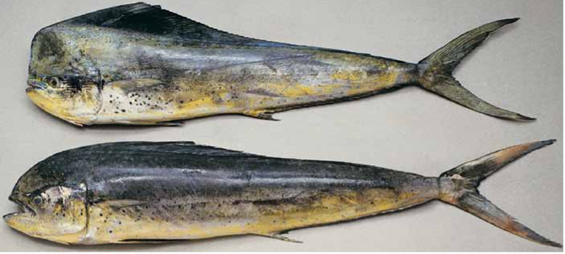 海水鱼类_西南渔业网 水花鱼 水产养殖专业网 渔业行业门户网 西南