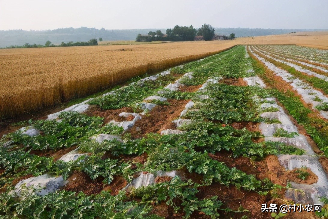 农村种辣椒不赚钱？学会了跟这5种农作物混种，你就能高产多卖钱