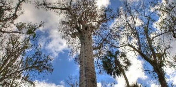 看看地球上这些现存的最古老的树