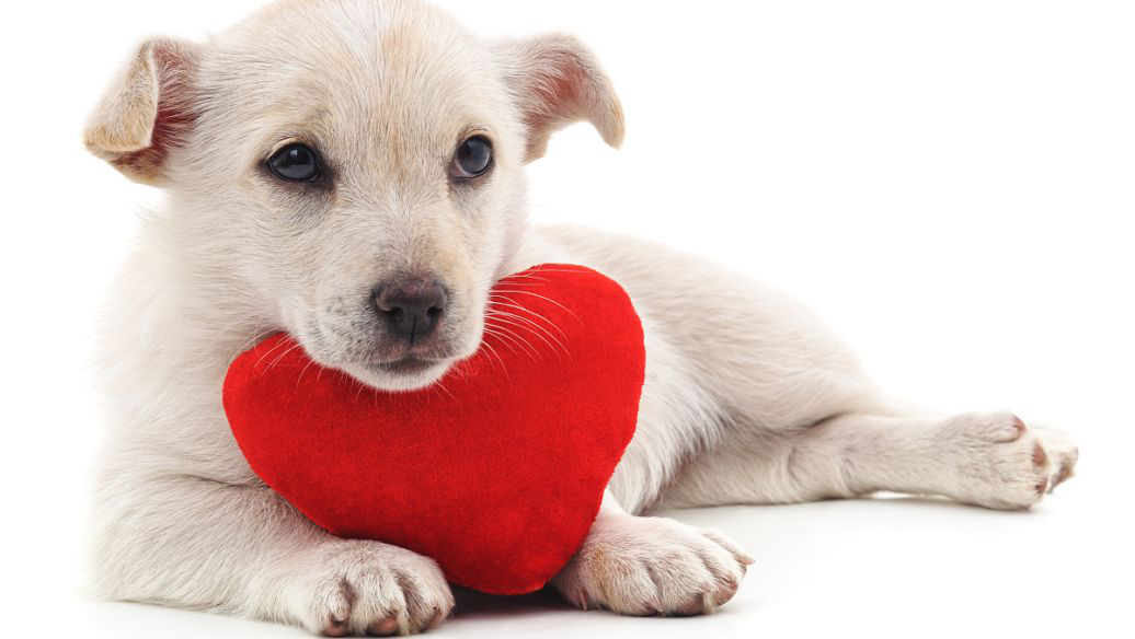 即将到来的圣诞节有什么商机？疫情之下，宠物市场未来可期