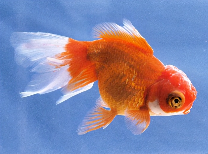 漂亮的金鱼欣赏108种