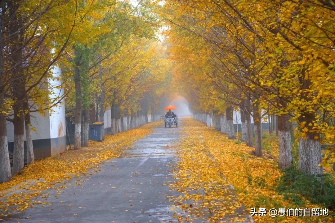 中国最美乡村“银杏时光隧道”，一个在徐州，一个在砀山的葛集镇