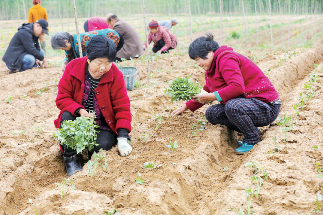 引进优质脱毒红薯 助力乡村振兴