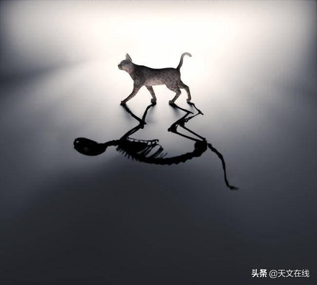薛定谔的猫-量子力学中最受欢迎、被误解的宠物