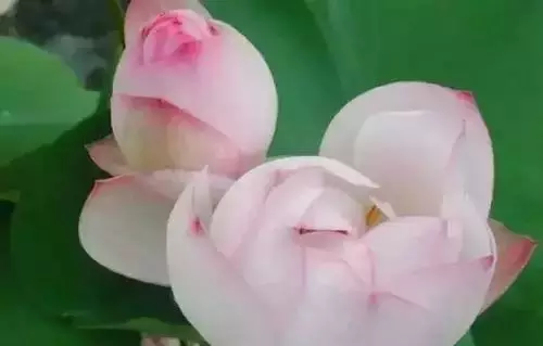 全國(guó)56個(gè)城市的市花，你是否全都了解？