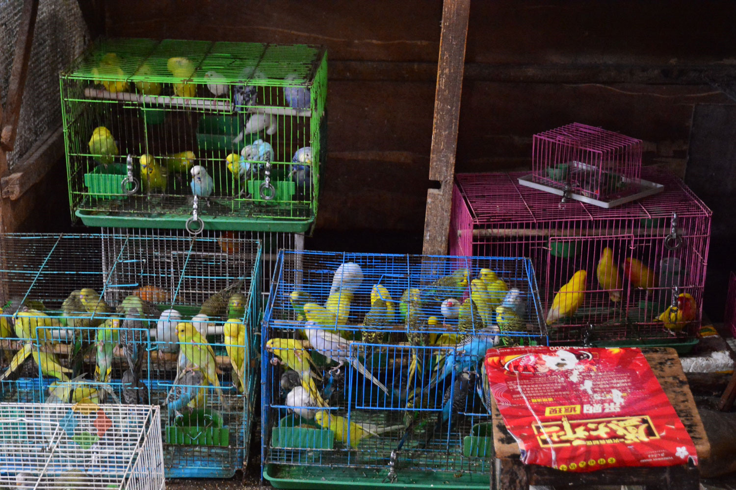 重庆杨家坪花鸟城避坑指南：鲜切花绝不能买，小型动植物品相最好