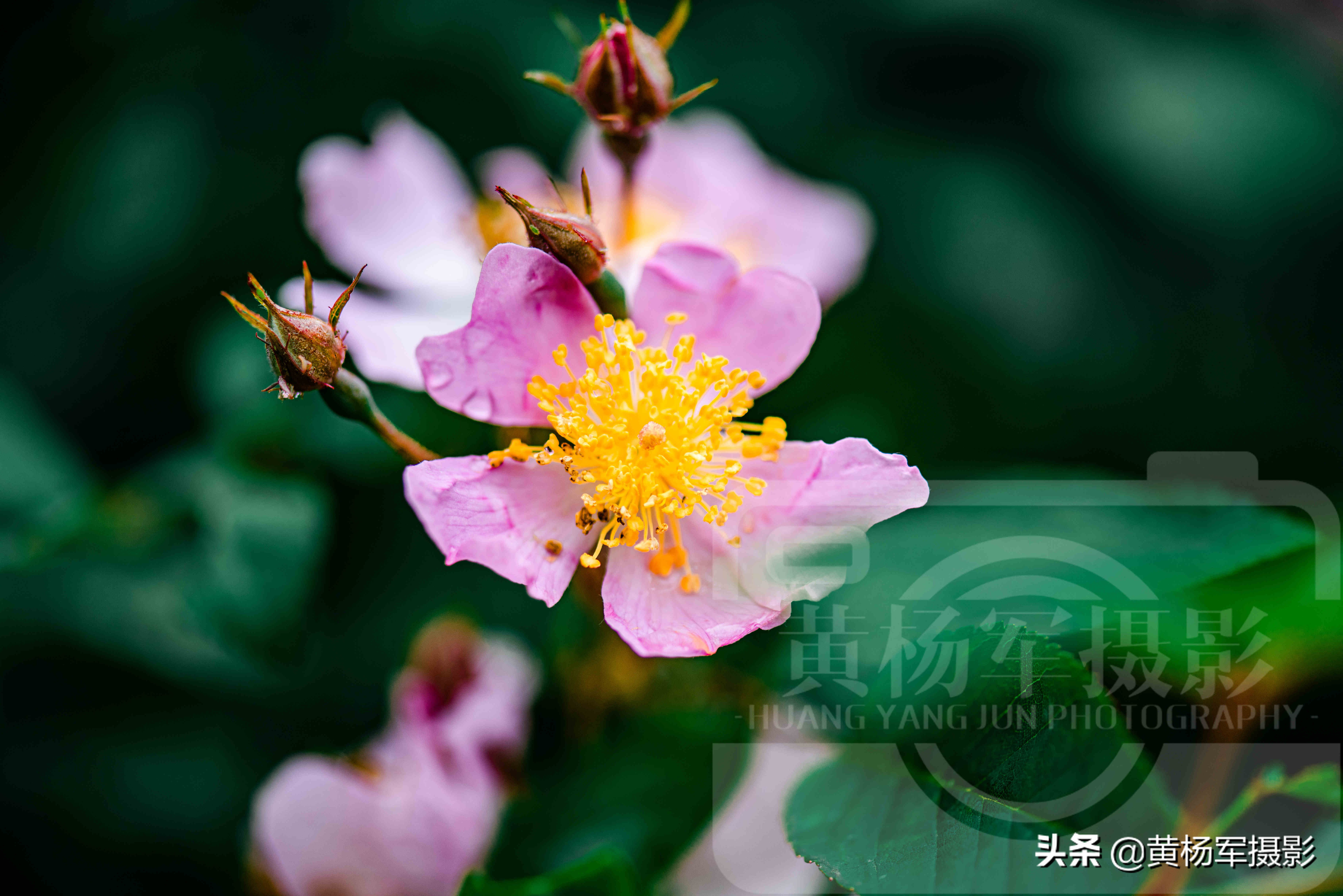 春雨中美豔盛開的野薔薇花 絢爛的花朵非常漂亮 百態常見的野花 黃楊軍攝影 Mdeditor