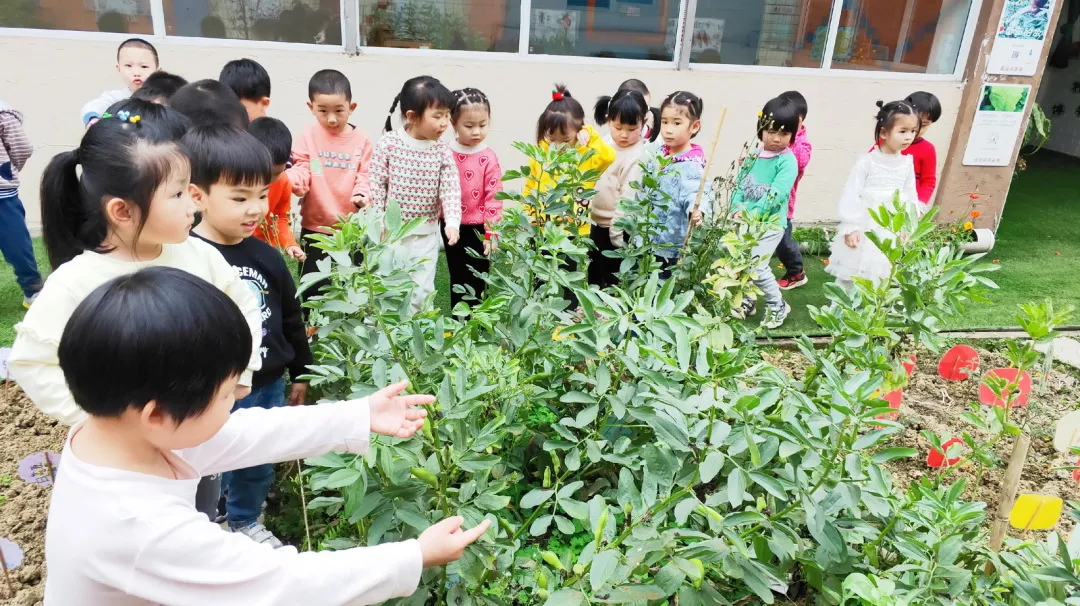 拥抱春天——四川天府新区华阳幼儿园小四班主题活动