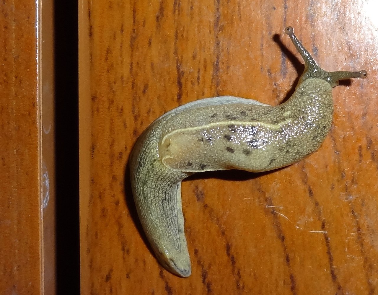 事实上,"蜗牛"这个名字可以泛指绝大多数腹足纲软体动物,生活在陆地上