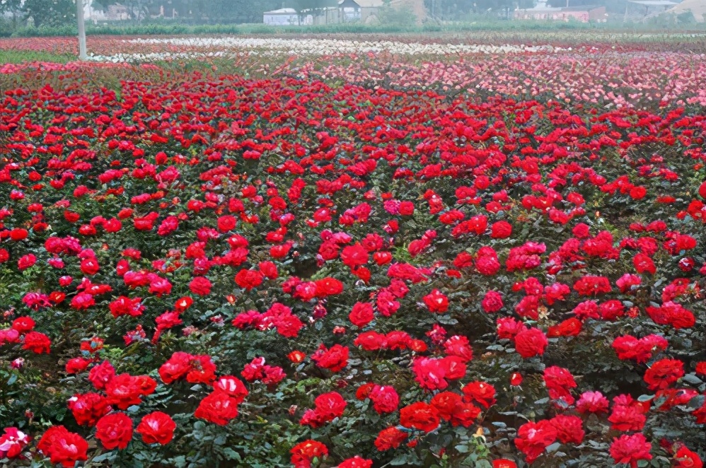 �׽����������Ļ����ν����湥�ԡ�ʯ����