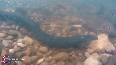 透過皮膚一眼就能看到內髒，這6種透明生物毫無隱私可言