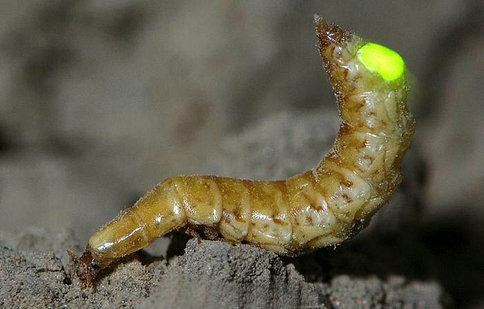 四川发现5厘米巨型萤火虫！萤火虫发光是因为看不见路吗？