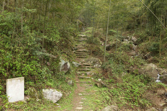 舜皇山上杜鹃红 湘桂古道野茶香