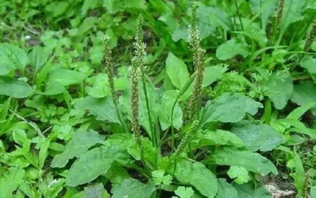 農村常吃的40種· 野菜，能治病能解饞，你吃過幾種呢？