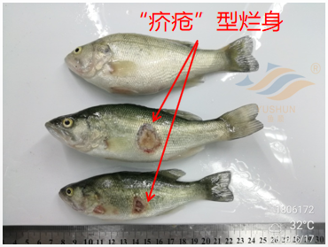 加州鱸魚養(yǎng)殖模式分析：投喂方式、放養(yǎng)水體、常見病害的分享