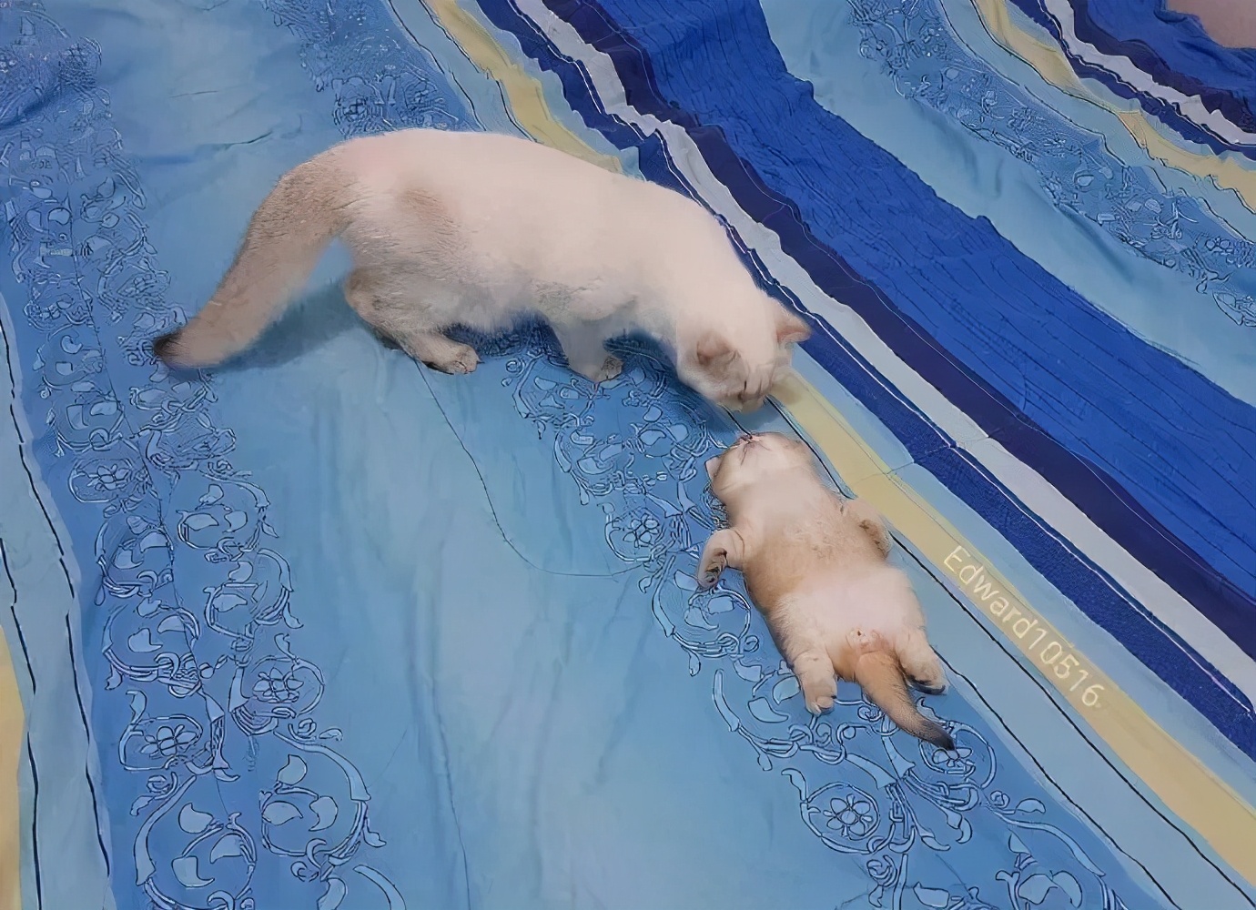 偶遇一只戴头盔的狗子，以为是只哈士奇，结果走近一看笑到劈叉