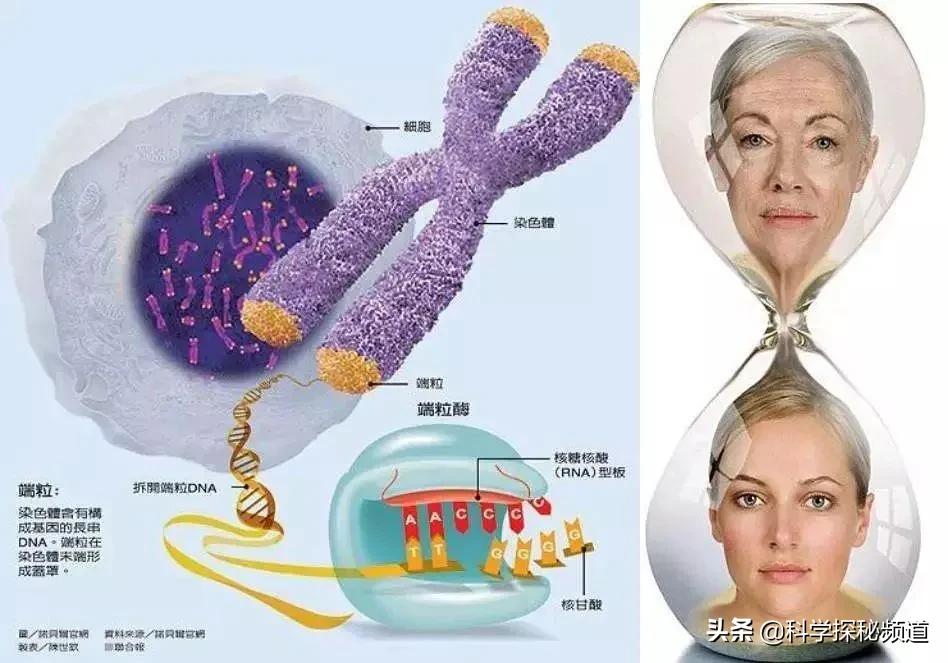 人類何時能夠永生？