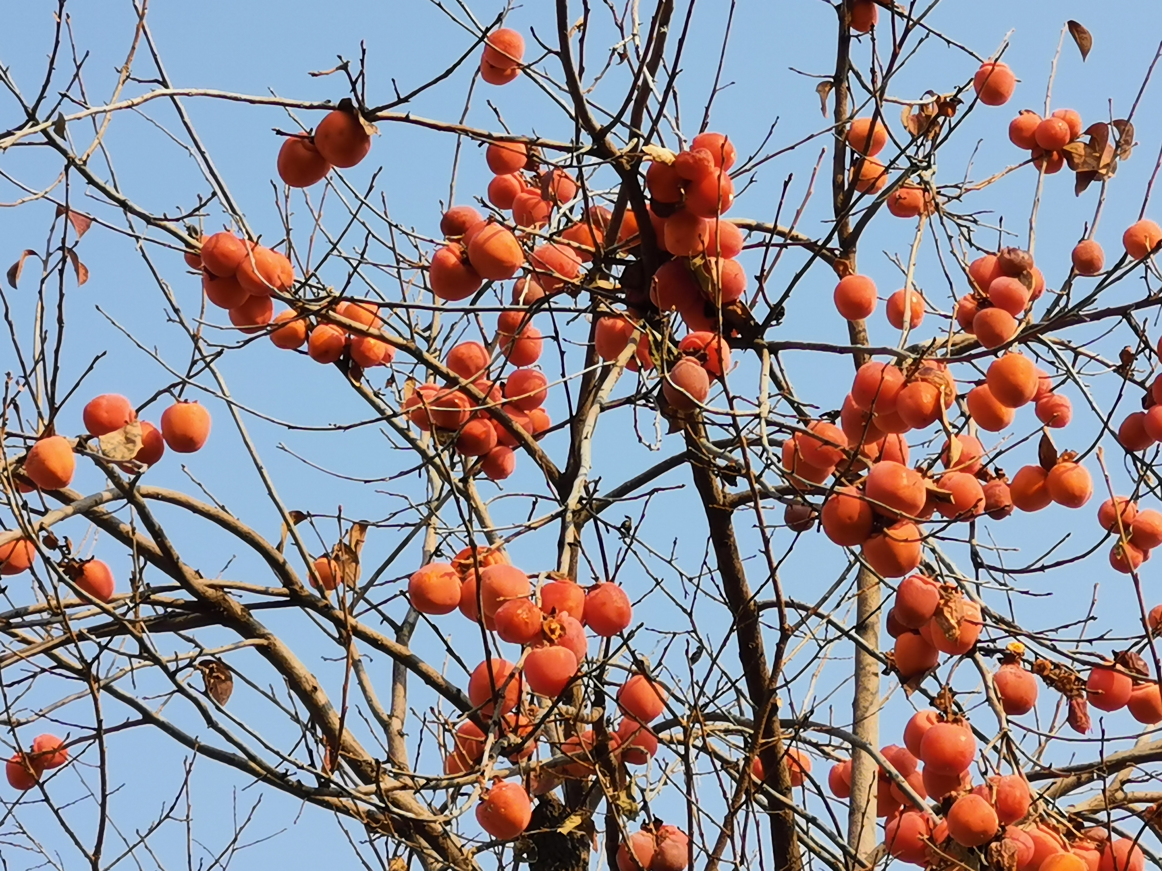 初冬的涉縣赤水灣有一種美，叫柿子紅了