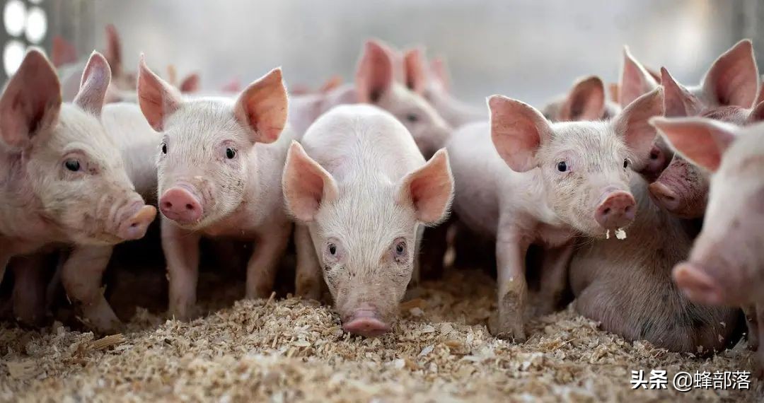 我国进口猪肉减少26%，猪价进入3级预警期，高价猪肉即将来临？