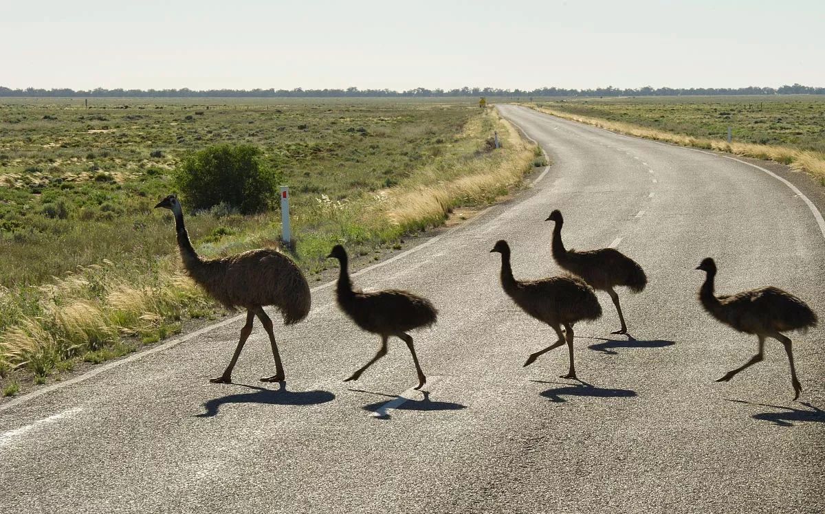澳大利亚鸸鹋战争，出动军队配发上万子弹只死