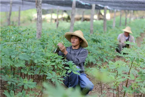 钟南山建议的云南中医药，在抗疫上究竟有多给力？